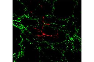 Immunocytochemistry (ICC) image for anti-Claudin 11 (CLDN11) (AA 188-207) antibody (ABIN1742489) (Claudin 11 抗体  (AA 188-207))