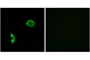 Immunofluorescence (IF) image for anti-Prostacyclin Receptor (PTGIR) (AA 198-247) antibody (ABIN2891076) (Prostacyclin Receptor 抗体  (AA 198-247))