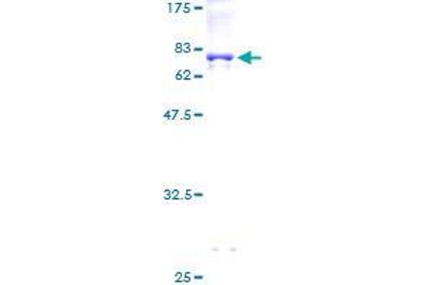 RUNDC3A Protein (AA 1-405) (GST tag)