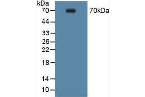 Western blot analysis of Mouse RAW 264. (PTGS2 抗体  (AA 187-425))
