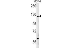 Western Blotting (WB) image for anti-Cut-Like Homeobox 1 (CUX1) antibody (ABIN3002484) (CUX1 抗体)