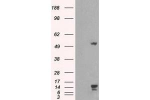 Image no. 5 for anti-Transmembrane Protein 100 (TMEM100) antibody (ABIN1501422) (TMEM100 抗体)