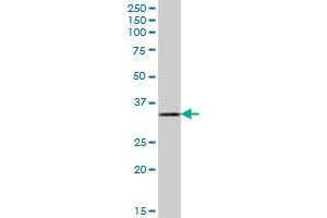 DHRSX MaxPab polyclonal antibody. (DHRSX 抗体  (AA 1-330))