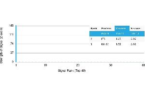 Protein Array (PAr) image for anti-Parvalbumin (PVALB) antibody (ABIN7456108) (PVALB 抗体)