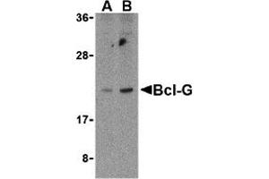 Western Blotting (WB) image for anti-BCL2-Like 14 (Apoptosis Facilitator) (BCL2L14) (C-Term) antibody (ABIN1030286) (BCL2L14 抗体  (C-Term))