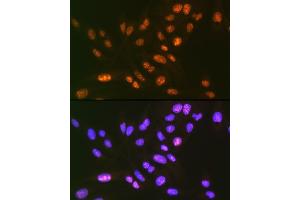 Immunofluorescence analysis of U-2 OS cells using SF3B3/S Rabbit mAb (ABIN7270544) at dilution of 1:100 (40x lens). (SF3B3 抗体)