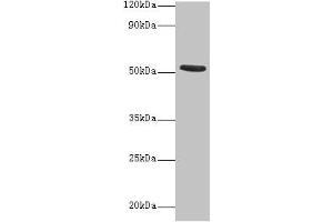 Western blot All lanes: CHRNA1 antibody at 2 μg/mL + Recombinant Acetylcholine receptor subunit alpha protein 0. (CHRNA1 抗体  (AA 25-234))