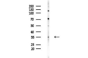 anti-Cyclin-Dependent Kinase 3 (CDK3) (C-Term) antibody