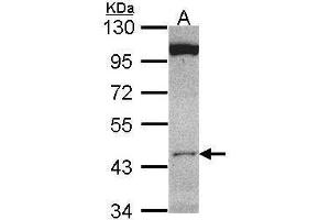 WB Image Sample (30 ug of whole cell lysate) A: HCT116 10% SDS PAGE antibody diluted at 1:1000 (CLUAP1 抗体)