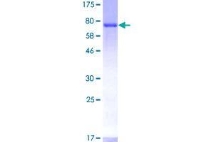 Cytohesin 1 Protein (CYTH1) (AA 1-398) (GST tag)