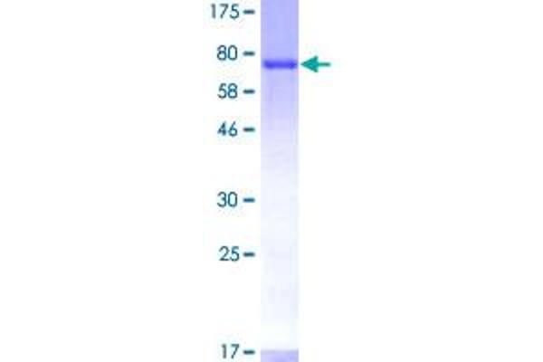 Cytohesin 1 Protein (CYTH1) (AA 1-398) (GST tag)
