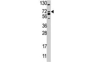 Western blot analysis of SMURF2 polyclonal antibody  in 293 cell line lysate (35 ug/lane). (SMURF2 抗体  (AA 702-731))