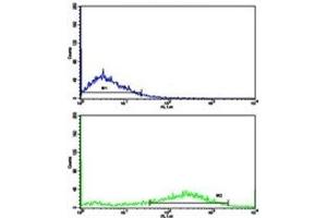 Flow cytometric analysis of NCI-H292 cells using Fascin antibody (green) compared to a negative control (blue). (Fascin 抗体  (AA 322-350))