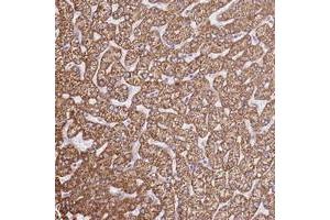 Immunohistochemical staining of human liver with OAF polyclonal antibody  shows strong cytoplasmic positivity in hepatocytes. (OAF 抗体)