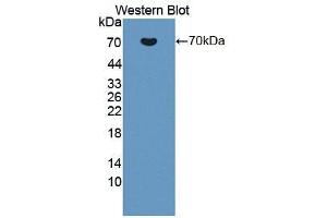 Western blot analysis of the recombinant protein. (TJP1 抗体  (AA 23-502))