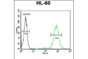 Flow cytometric analysis of HL-60 cells (right histogram) compared to a negative control cell (left histogram). (CD69 抗体  (AA 119-148))