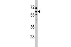 SOCS7 antibody western blot analysis in HeLa lysate. (SOCS7 抗体  (AA 458-486))