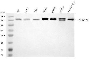 Western blot analysis of SEC31A using anti-SEC31A antibody (ABIN7599630).