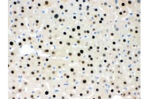 IHC testing of FFPE mouse liver with RBBP4 antibody. (RBBP4 / RbAp48 / NURF55 抗体)