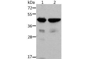 Western Blot analysis of Mouse muscle and heart tissue using ACTA1 Polyclonal Antibody at dilution of 1:500 (Actin 抗体)