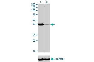 Western blot analysis of POU6F1 over-expressed 293 cell line, cotransfected with POU6F1 Validated Chimera RNAi (Lane 2) or non-transfected control (Lane 1). (POU6F1 抗体  (AA 193-301))