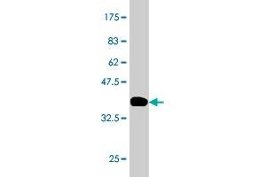 Western Blotting (WB) image for anti-Tripartite Motif Containing 33 (TRIM33) (AA 1006-1105) antibody (ABIN565640)