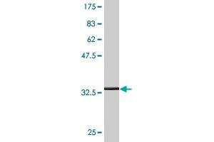Western Blot detection against Immunogen (36. (PGK1 抗体  (AA 321-417))