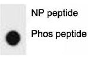 Dot blot analysis of phospho-ERBB2 antibody. (ErbB2/Her2 抗体  (pTyr1005))