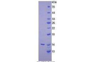 SDS-PAGE of Protein Standard from the Kit (Highly purified E.