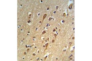 Immunohistochemistry analysis in formalin fixed and paraffin embedded brain tissue reacted with URG4 Antibody (Center) followed which was peroxidase conjugated to the secondary antibody and followed by DAB staining. (URGCP 抗体  (Middle Region))