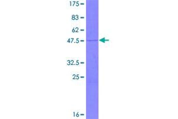 MRPL30 Protein (AA 1-161) (GST tag)