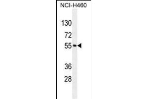MIER2 Antibody (N-term) (ABIN655124 and ABIN2844753) western blot analysis in NCI- cell line lysates (35 μg/lane). (MIER2 抗体  (N-Term))