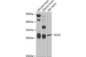 Western blot analysis of extracts of various cell lines, using KLK4 Antibody (ABIN6131853, ABIN6142954, ABIN6142955 and ABIN6222339) at 1:1000 dilution. (Kallikrein 4 抗体  (AA 30-254))