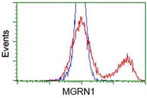 HEK293T cells transfected with either RC208284 overexpress plasmid (Red) or empty vector control plasmid (Blue) were immunostained by anti-MGRN1 antibody (ABIN2454424), and then analyzed by flow cytometry. (Mahogunin RING Finger Protein 1 抗体)