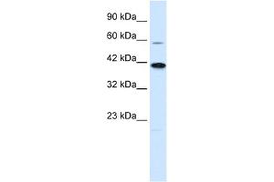 WB Suggested Anti-KCNK13 Antibody Titration:  0. (KCNK13 抗体  (C-Term))