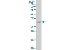 MOBKL2C MaxPab polyclonal antibody.