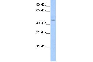 anti-DKFZp779O175 (N-Term) antibody