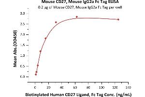 Immobilized Mouse CD27, Mouse IgG2a Fc Tag (ABIN5955007,ABIN6809974) at 2 μg/mL (100 μL/well) can bind Biotinylated Human CD27 Ligand, Fc Tag (ABIN5674589,ABIN6253685) with a linear range of 1-16 ng/mL (Routinely tested). (CD27 Protein (AA 21-182) (Fc Tag))