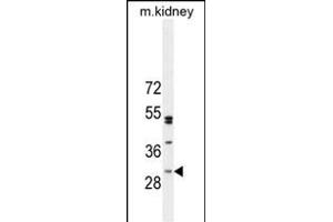 C Antibody (Center) (ABIN654951 and ABIN2844592) western blot analysis in mouse kidney tissue lysates (35 μg/lane). (C6ORF62 抗体  (AA 118-147))