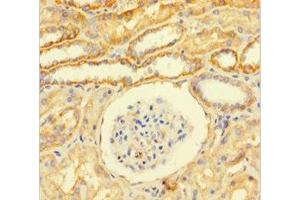 Immunohistochemistry of paraffin-embedded human kidney tissue using ABIN7153793 at dilution of 1:100 (GTF2F1 抗体  (AA 1-249))