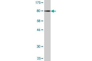 Western Blot detection against Immunogen (79. (ZNF165 抗体  (AA 1-485))