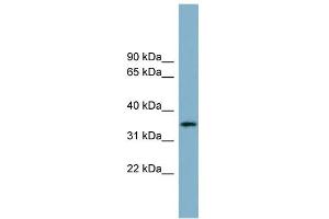 WB Suggested Anti-APOH Antibody Titration:  0.