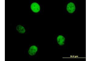 Immunofluorescence of purified MaxPab antibody to KIF23 on HeLa cell. (KIF23 抗体  (AA 1-856))