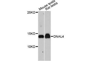 Western blot analysis of extracts of various cell lines, using DNAL4 antibody. (DNAL4 抗体)