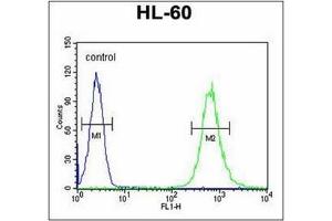 Flow Cytometry (FACS) image for anti-Solute Carrier Family 35, Member E2 (SLC35E2) (AA 1-30), (N-Term) antibody (ABIN954823)