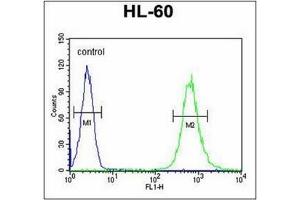 Flow Cytometric analysis of HL-60 cells using SLC35E2 Antibody (N-term) Cat. (SLC35E2 抗体  (N-Term))