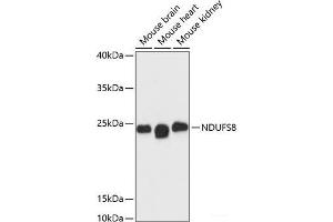 Western blot analysis of extracts of various cell lines using NDUFS8 Polyclonal Antibody at dilution of 1:3000. (NDUFS8 抗体)