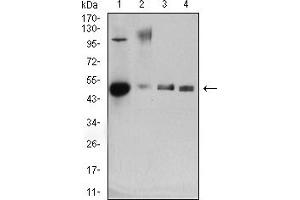 Western blot analysis using CD34 mouse mAb against mouse lung (1), rat lung (2), mouse kidney (3), and rat kidney (4) tissue lysate. (CD34 抗体  (AA 32-290))
