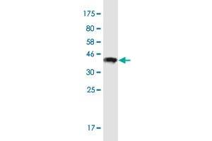 Western Blot detection against Immunogen (36. (POTED 抗体  (AA 485-584))