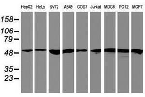 Image no. 1 for anti-Ring Finger Protein 113B (RNF113B) antibody (ABIN1500718) (RNF113B 抗体)